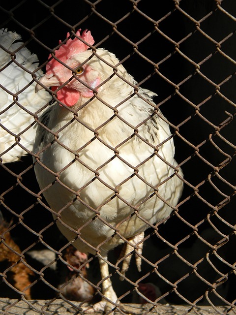 了包夹策略 了包夹策略